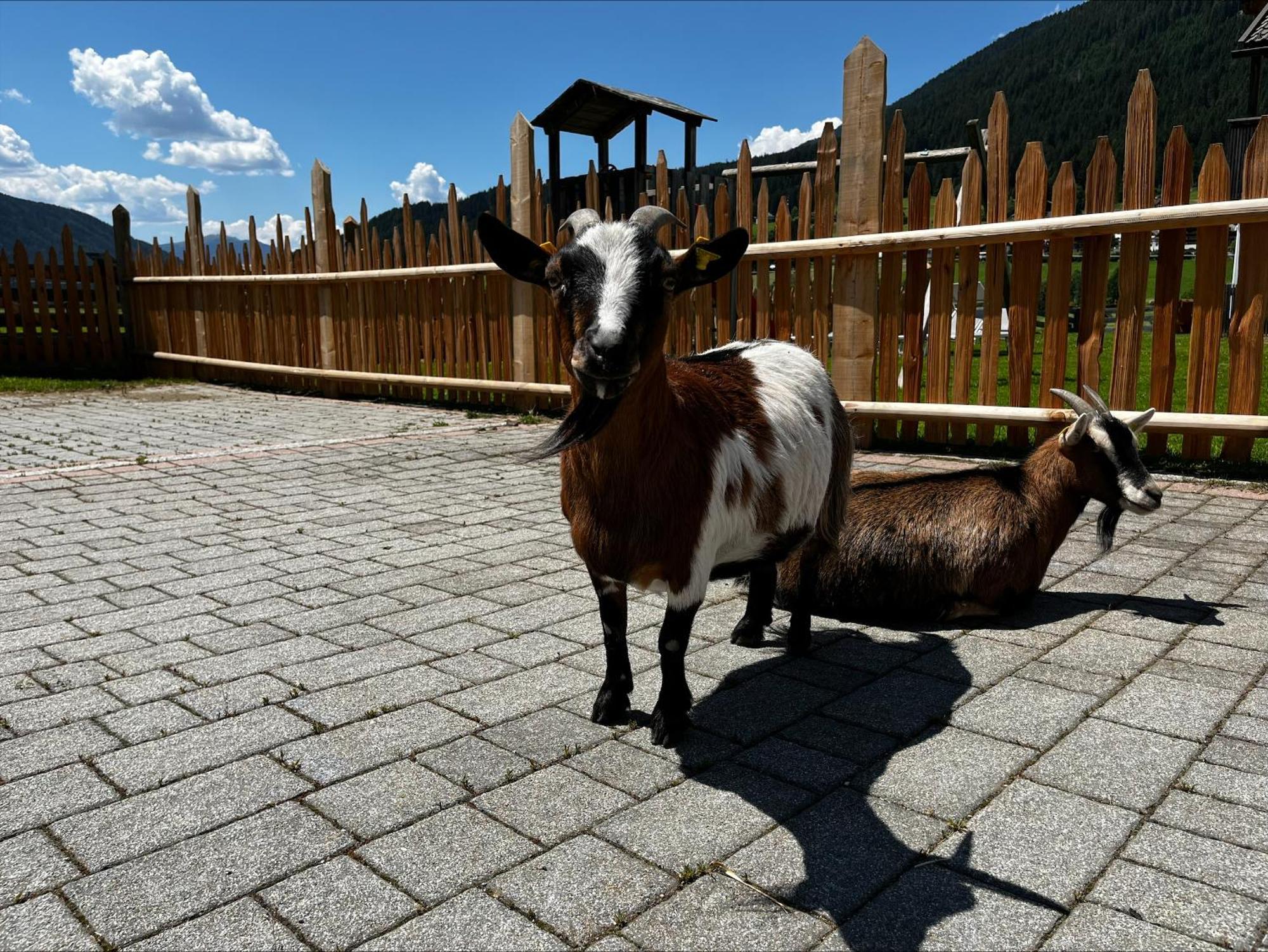 Pichlerhof Daire Planca di Sopra Dış mekan fotoğraf